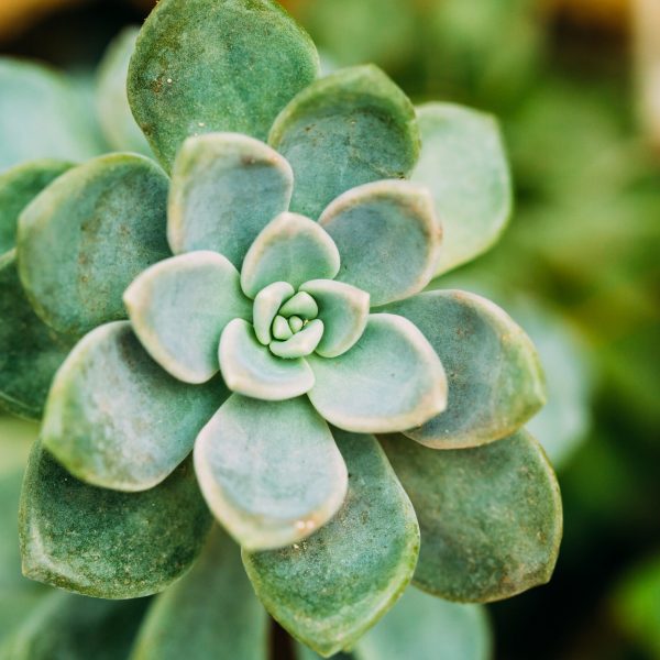 Succulents