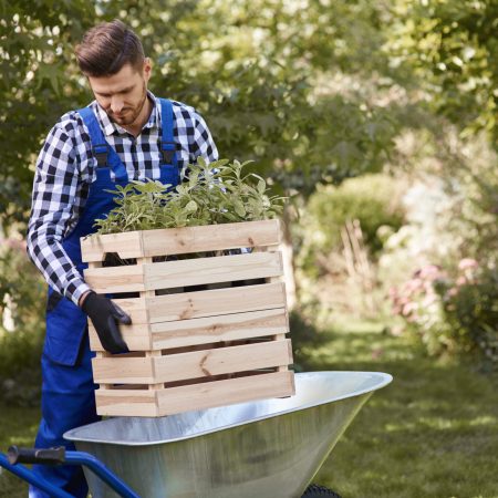 Gardener putting seedling in wheelbarrow