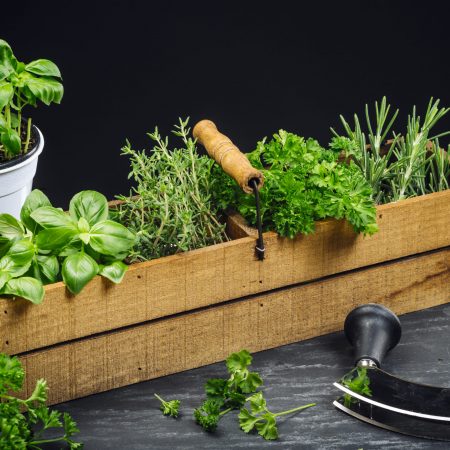 Photo of basil, rosemary, thyme, and parsley in an old wooden box on a table.