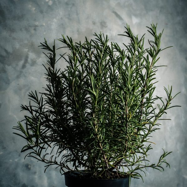 vincent-foret-R8Ct7Macnus-unsplash
